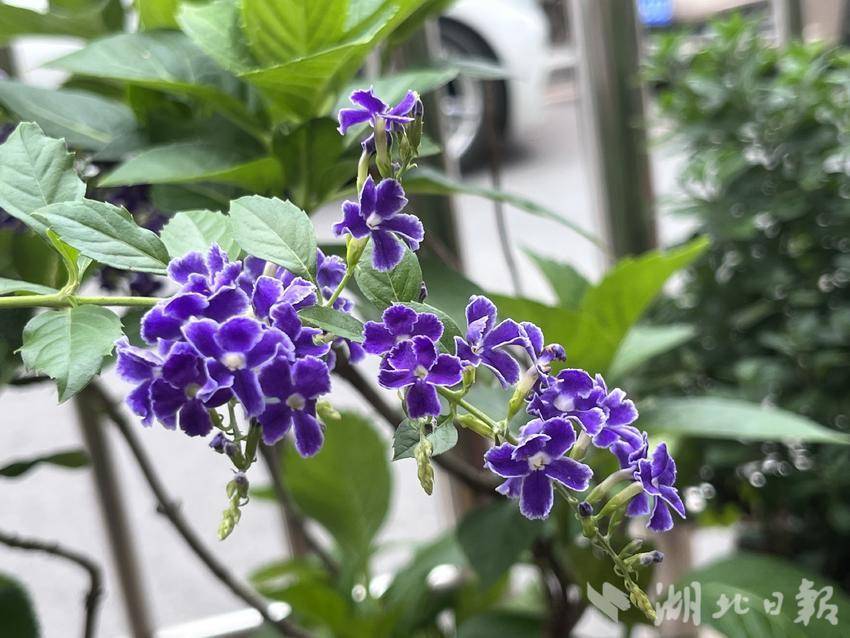 类似于消消乐的赌博